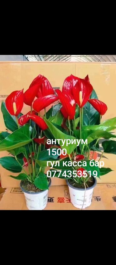 муслим лебединовка фото: Антуриум в горшках — эффектное комнатное растение с глянцевыми