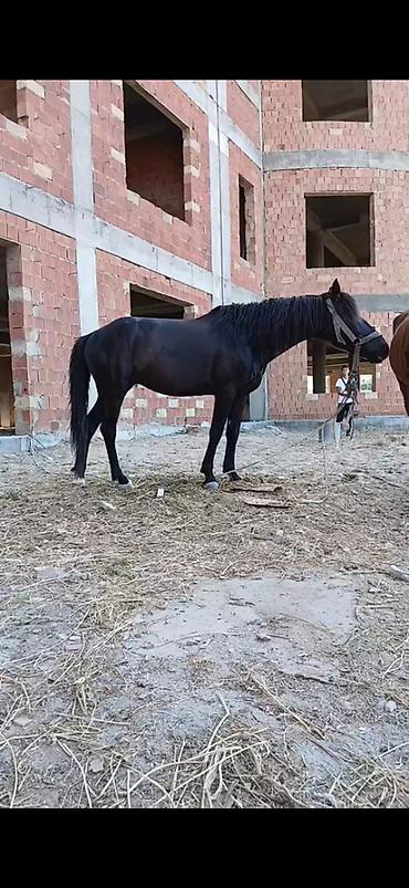 животные в добрые руки баку: Rengi zil qara boy.1.44-1.45 yorgasina soz ola bilmez 50-yə yaxin — 3