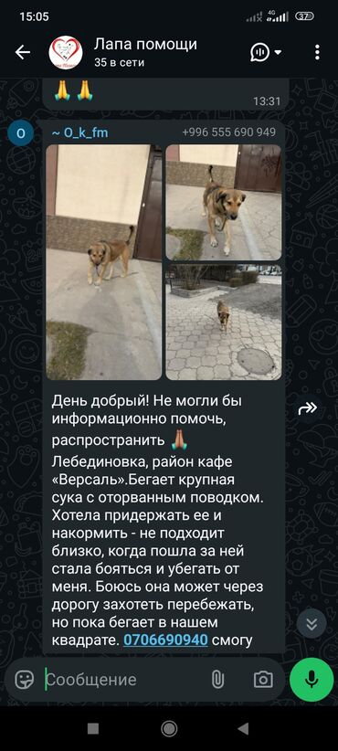 Отдам даром собаку: ‼️‼️‼️срочно нужен любящий хозяин номера телефонов указаны на фото at lalafo.kg — 12 Отдам даром собаку: ‼️‼️‼️срочно нужен любящий хозяин номера телефонов указаны на фото — 12