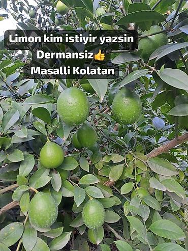 pekin ördəyi yeməyi: Məhsul: Təbii, dərmansız limon - Mənşə: Masallı, Kolatan - Kimyəvi — 1