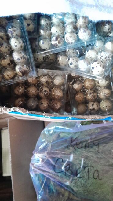 Птица: Курица :, До 1 кг, 1 кг, 2 кг, Платная доставка — 9