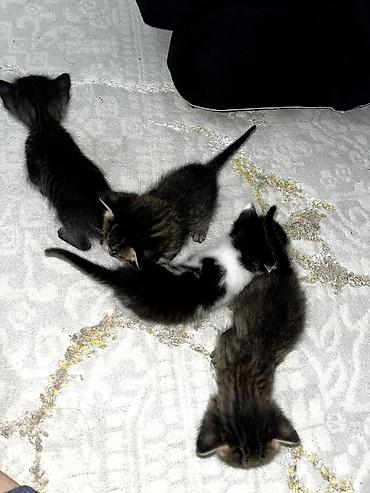 Продажа кошек: Продам кошку. вместе с ней идет её игрушка, кошачья мята и ошейник — 2