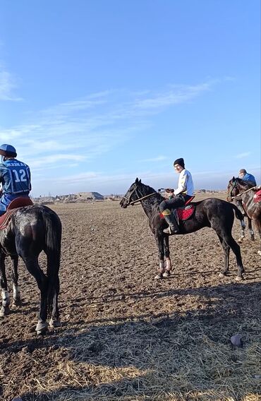 Лошади, кони: Продаю | Конь (самец) | Конный спорт — 7