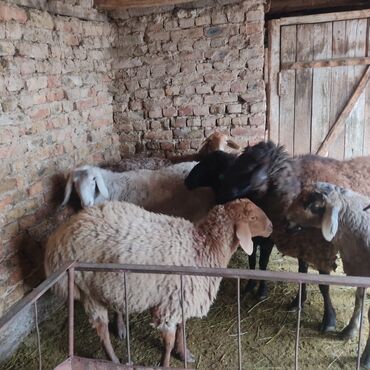Бараны, овцы: Продаю | Овца (самка) — 4