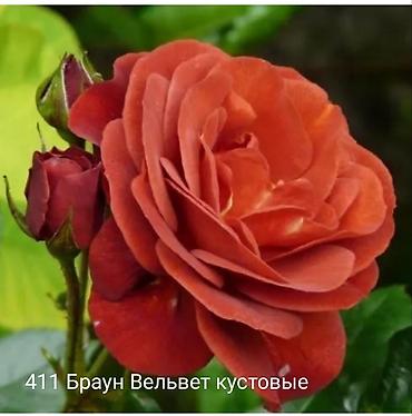 Rose saplings: Кустовые розы — сорта: - Э Шропшир Эд (№534): густомахровые — 33