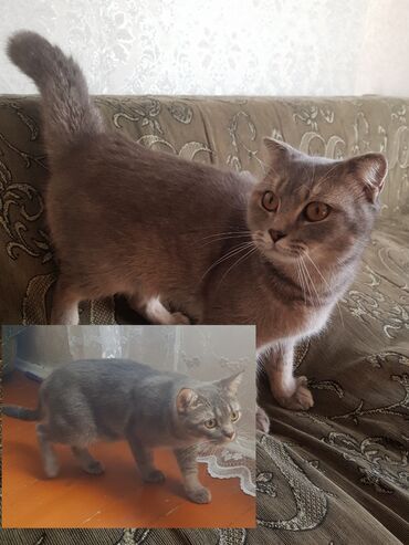 pişik cütleşdirme: Британская вислоухая, Самец, Самка, Самовывоз