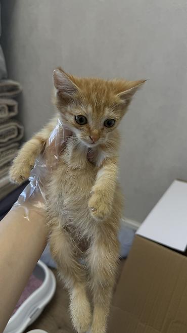 Отдам даром кошку: Остался последний рыжий котенок, 1 месяц. Очень ласковый и активный — 4