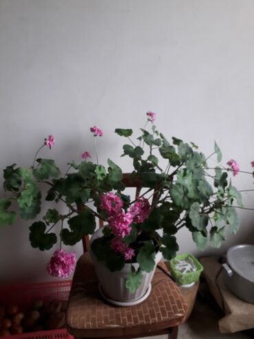 Другие комнатные растения: Болмо гулдору геран