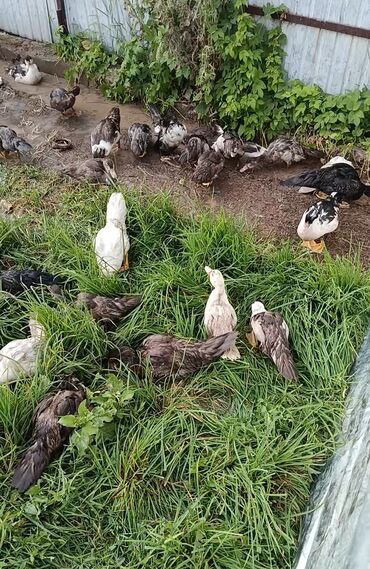 малек фарель: 🦆 ордок сатылат 26шт эркек ургачы аралаш