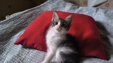 домашний котёнок: Котёнок домашний, пушистый, окрас черно-бело-тигровый (белая грудка и