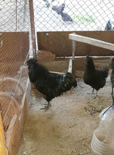 птице ферма: Продаётся куры и цыплята 
Порода: Ухейилюй
Куры - 2500
Цыплята - 500