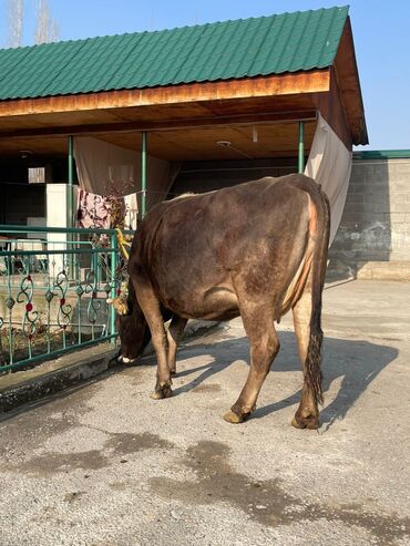 Коровы, быки: Продаю | Корова (самка) | Алатауская, Швицкая | Для разведения, Для молока — 12