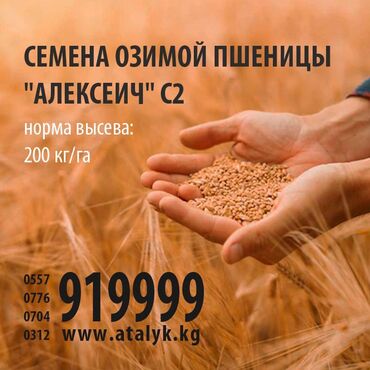 купить тумбу под телевизор: Озимая пшеница Алексеич С2, Всхожесть 96%, Чистота 99,68%, Масса
