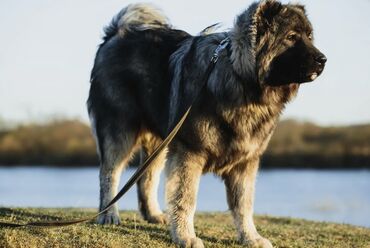 охота собака: Кавказская овчарка 3.5 года кабель отличный сторожевой пес