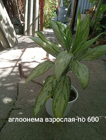 купить лимон в горшке: Растение аглаонема, известное своими декоративными листьями