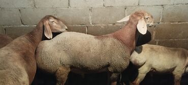 дакан алам: Сатам | Кочкор (эркек) | Арашан | Көбөйтүү үчүн