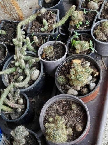 Sobne biljke: Kaktusi