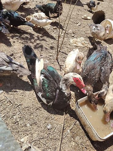 labrador satilir: Muscovy ördəkləri - Cins: Muscovy/ - Rənglər: qara-ağ,ağ. 6 7 — 1