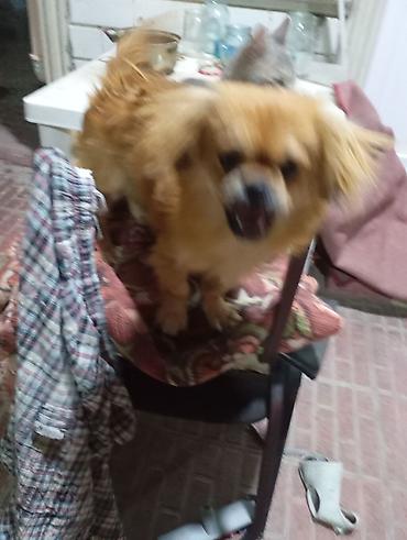 İtlər: Pekines, 7 ay, Erkək, Peyvəndli, Ünvandan götürmə — 2