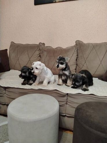 Psi: Patuljasti snaucer biber so najlepsi novogodisnji poklon za vase na lalafo.rs — 5 Psi: Patuljasti snaucer biber so najlepsi novogodisnji poklon za vase — 5