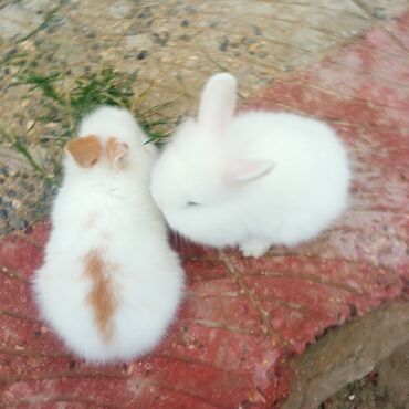 Dovşanlar: Holland lop dovşanlar 3 böyük 2 bala. balanın biri 15azn böyüyün — 8