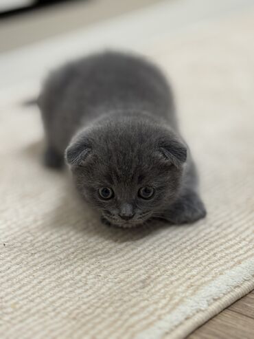 купить вислоухого котенка в бишкеке: Скотиш Фолд (Шотландиялык шалпаң кулак), 2 айлык, Эркек, Боз, Лотокко барууга үйрөтүлгөн, Курттардан тазаланган