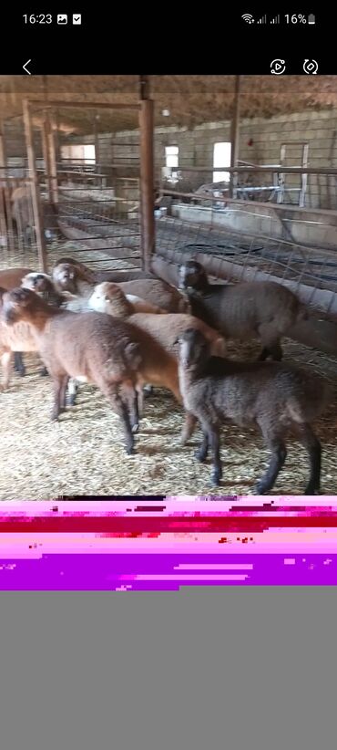 Quzu: Super emlik quzular diri çəkisi 10 manata — 3