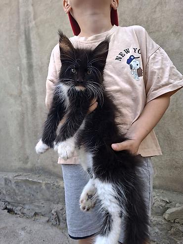 сфинкс кошка цена: Котёнок мейн-кун, чёрно-белый, пушистый, длинношёрстный тип (окрас — 6