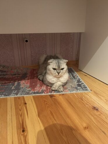 sevimli pişik şəkilləri: Şinşilla, Dişi, Yaxşı əllərə, Ünvandan götürmə