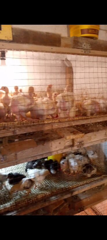 cins ineklerin satisi: Məhsul: Ətlik cücələr 2 manat 50 qəpik