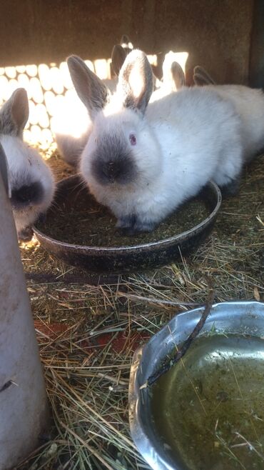 Декоративные кролики: Кролики — 26