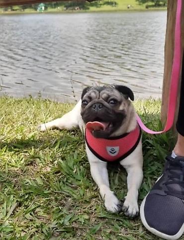 Зоотовары: Широкие шлейки с поводком для собак и кошек. Качество отличное — 3