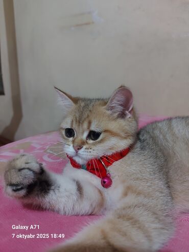 Pişiklər: Dişi, Ödənişli çatdırılma — 2