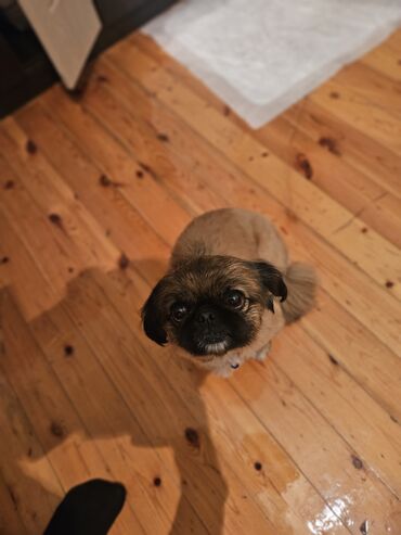 pekines itleri qiymeti: Pekines, 1 il, Erkek, Peyvəndli, Ünvandan götürmə