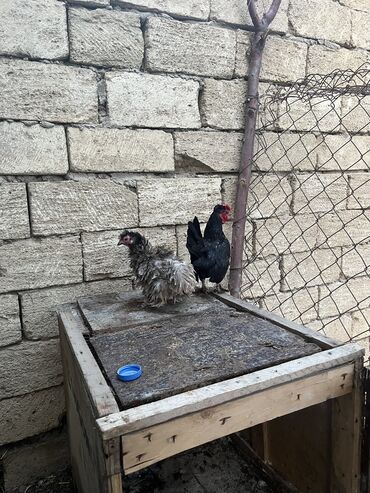 Akvariumlar: Toyuq, Damazlıq, Ünvandan götürmə