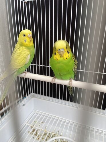 питомник волнистых попугаев: Попугай одна девочка один мальчик