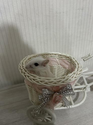 Другое: Продаю малышей монгольских песчанок. Возраст 1 месяц. 3 девочки и один — 11