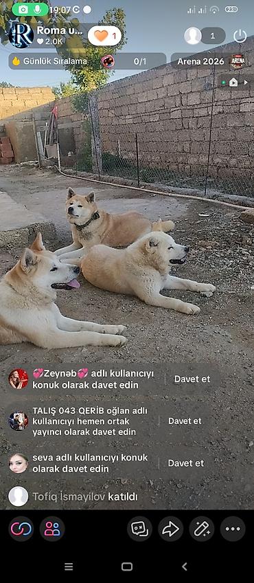 qurd basar iti: Akita-inu, 10 ay, Peyvəndli, Ünvandan götürmə — 4