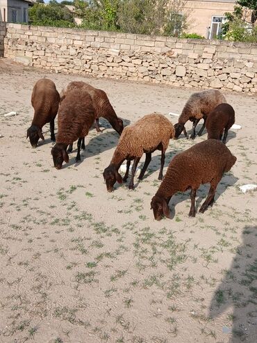 Dişi, Qala, il: 1
