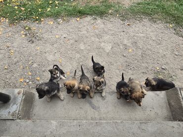 сколько стоит восточно европейская овчарка: Собака даром: Немецкая овчарка, 1 месяц, Самка, С прививкой