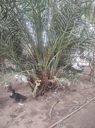agac satisi: Satılır: Xurma və palma ağacları (bağ-landşaft üçün) - Növ: Xurma — 3