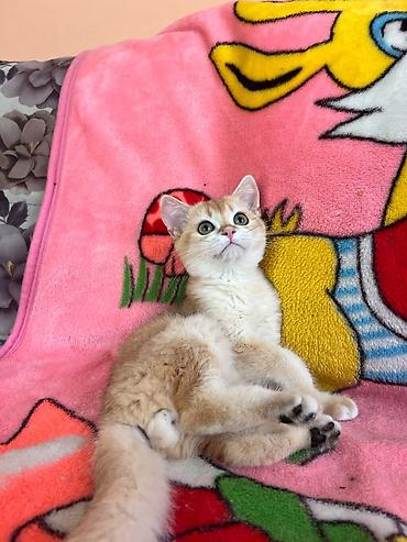 Продажа кошек: Котёнок домашний, короткошёрстный, окраса золотая шиншилла британец — 1
