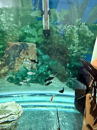 Akvarium dekoru: Malinezi orta olcu 1 manat danyo tul quyruq irili xirdali 1 manat — 10
