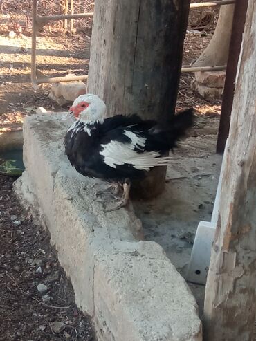 Akvarium aksessuar və ləvazimatları: Dişi, | Lal ördək, Ətlik, Ünvandan götürmə