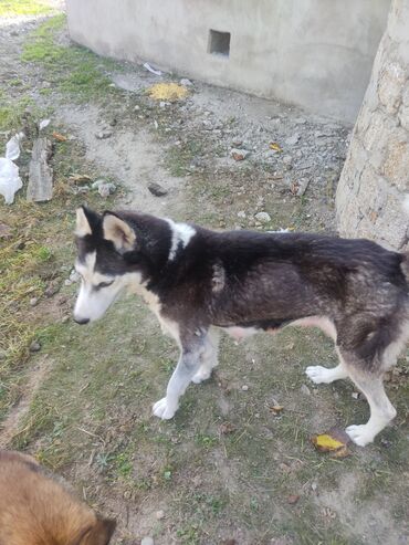 İtlər: Xaski, 1 il, Dişi, Peyvəndli — 9