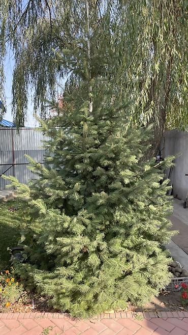 фазан купить мясо: Пихта - Порода: Пихта - Высота ориентировочно 3-3,5м крона густая — 1