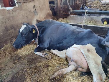 Коровы, быки: Продаю | Корова (самка) | Голштин | Для молока | Привязанные — 1
