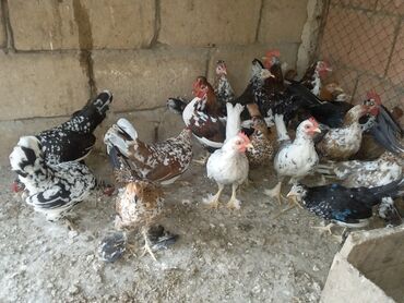 simmental ineklerin satisi: Yaponka satılır cütü 30 manat göndərmək olur ödenşli