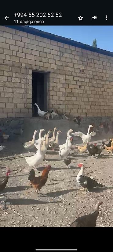 cuce satilir: 20ədəd.Qaz satılır.Fevral ayının qazlaridi.Tam saglam — 2