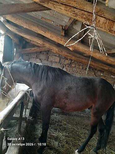 рай понел: Продаю | Конь (самец) | Рабочий — 3